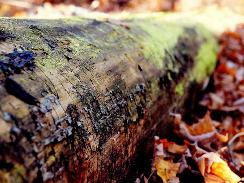 Home Tuition - All Subjects